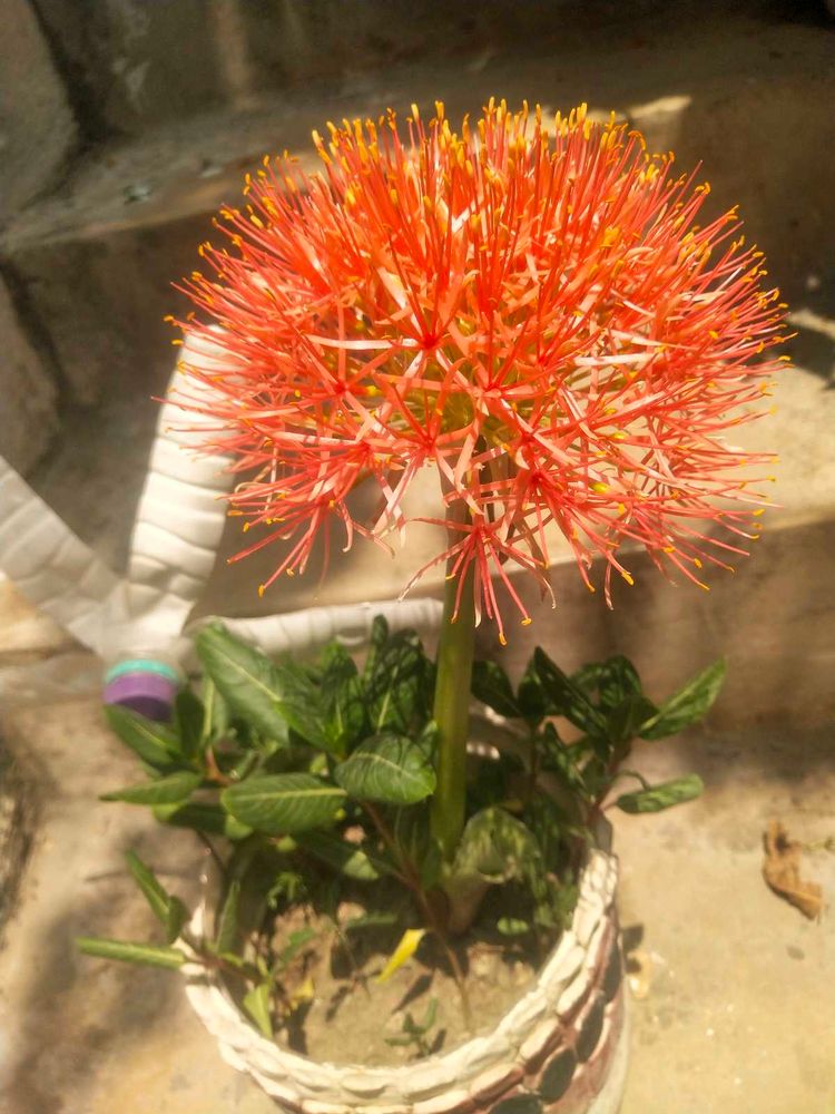 Foot Ball Lilly Flower Plant With Root