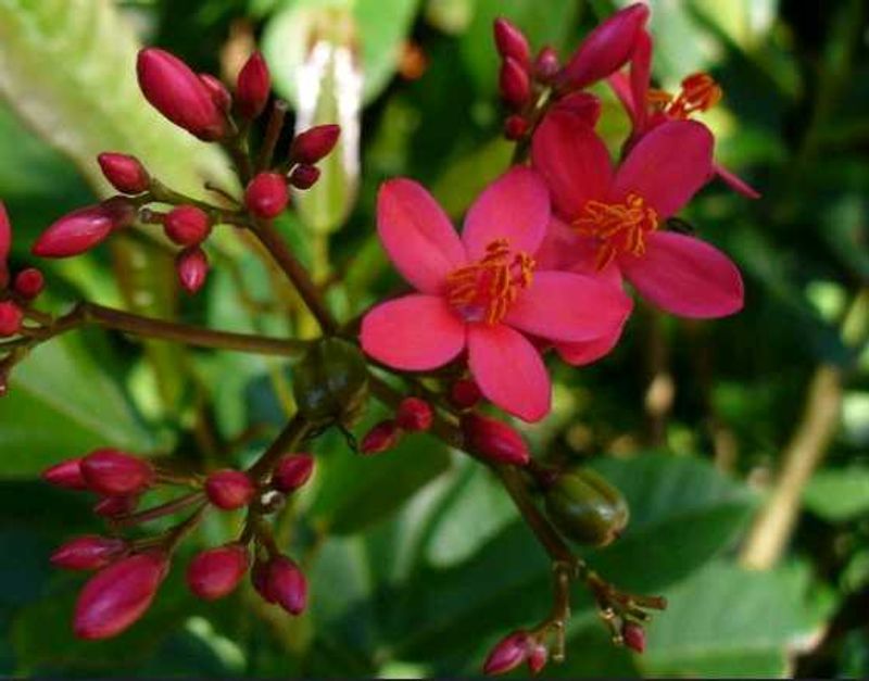 Peregrina Flowering Evergreen Plant