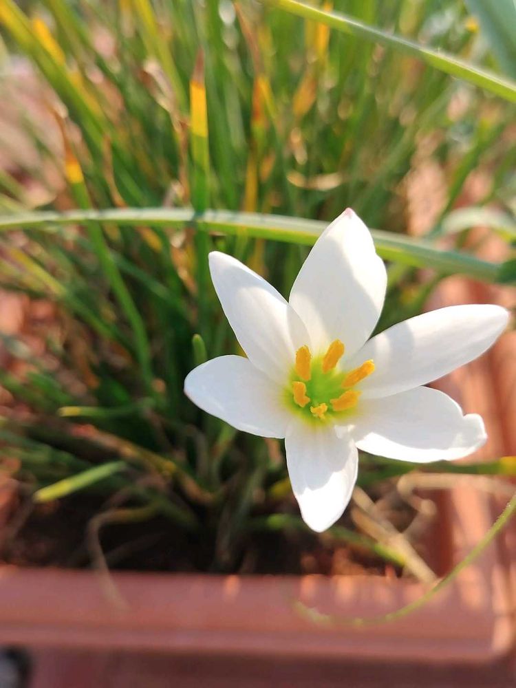 White Rain Lilly Plants