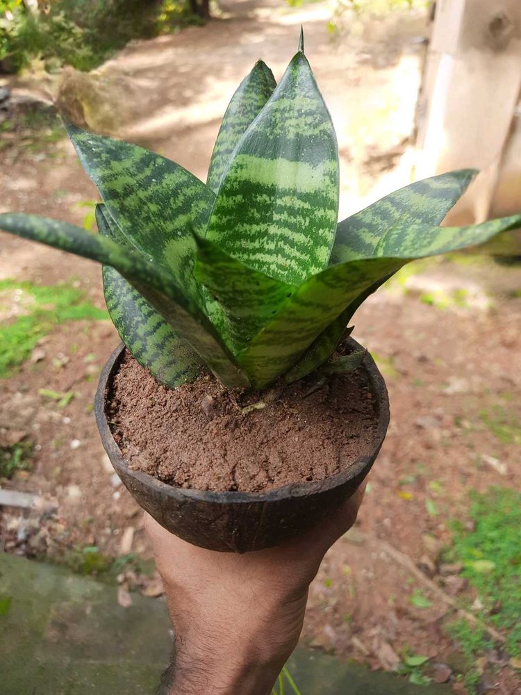 Snake Plant(Outdoor Plant)