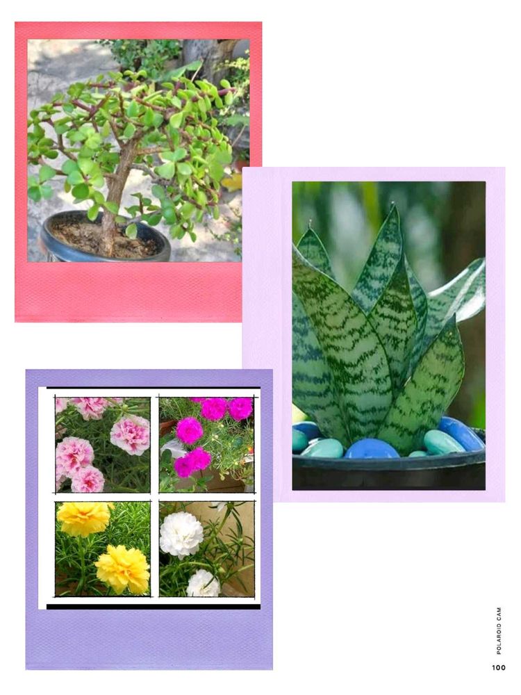 Jade Plant, Snake Plants, Portulaca Colour Of 4