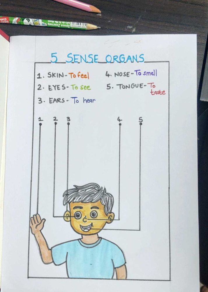 5 Senses Worksheet - Fun Learning!