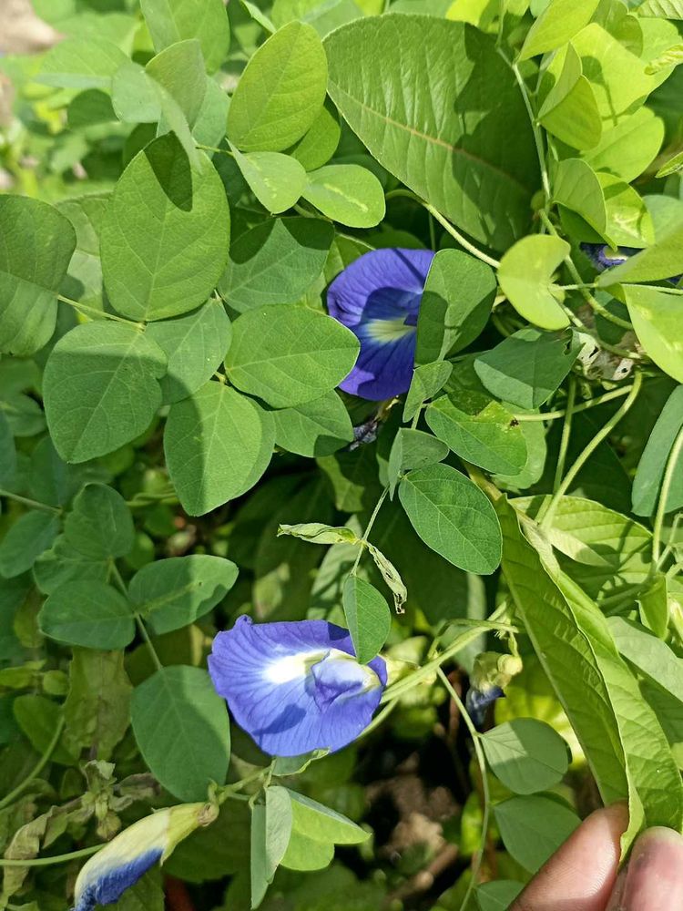 Butterfly Pea Flowers - Natural Blue Dye