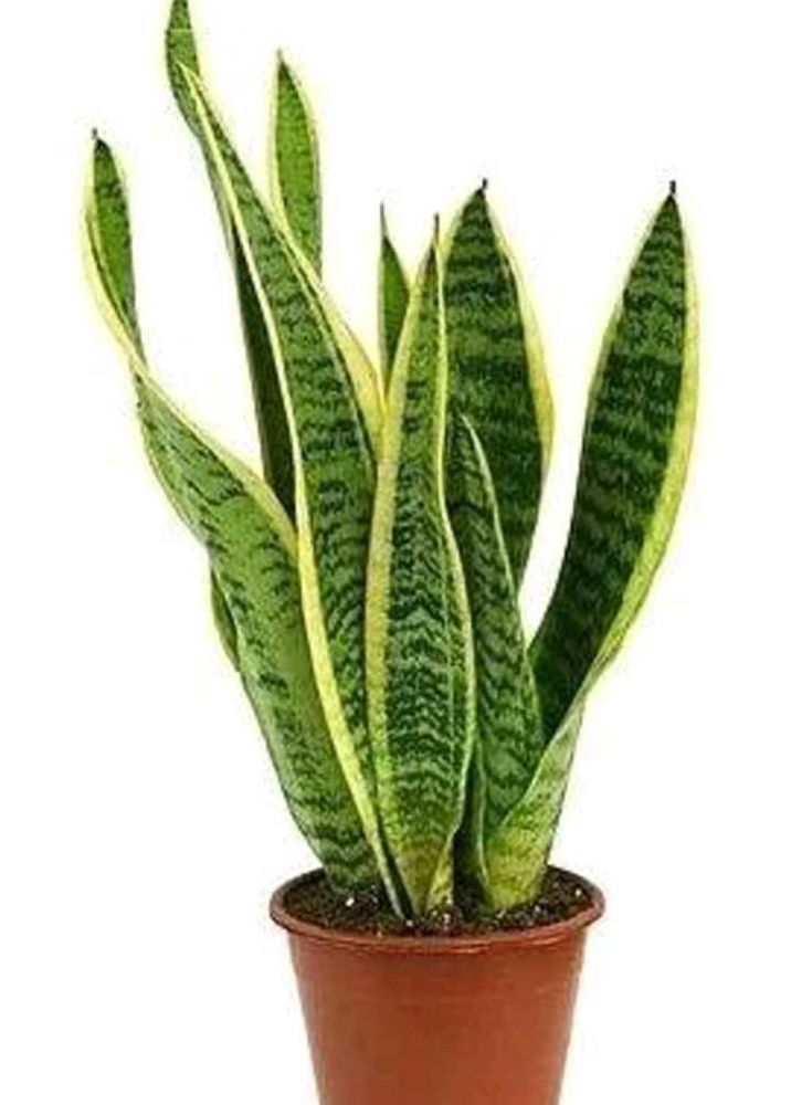 Snake Plant - Easy Care Indoor Plan