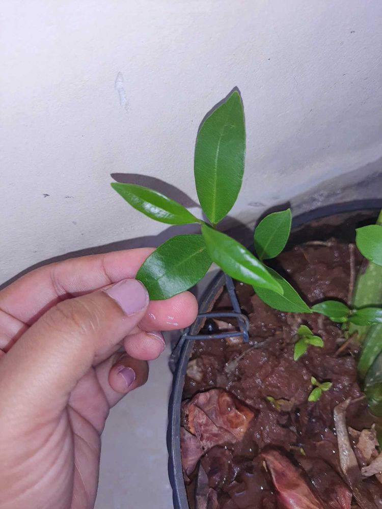 Jamun Plant
