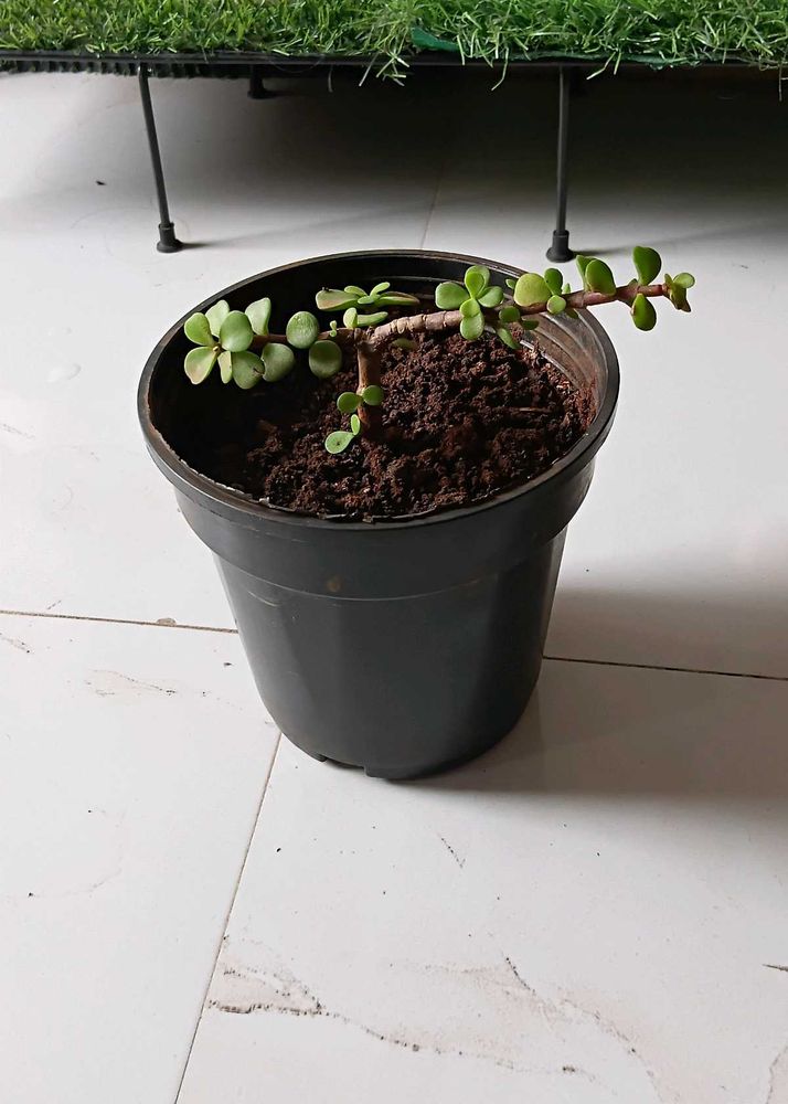 Jade plant with roots