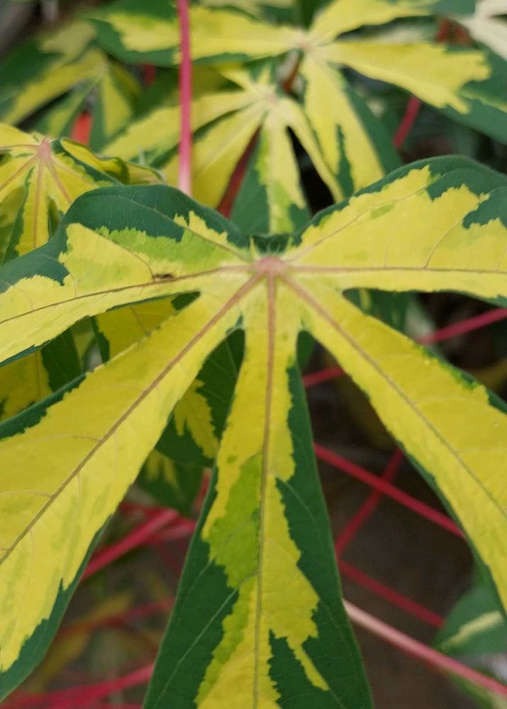 Manihot Plant