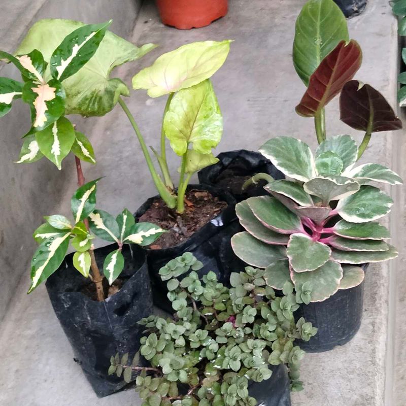 Assorted Mix Plants Combo Offer
