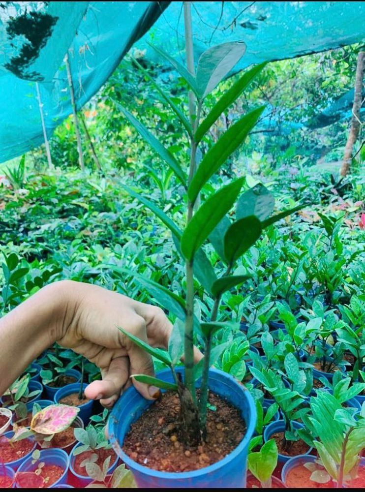 Zz Plants Live