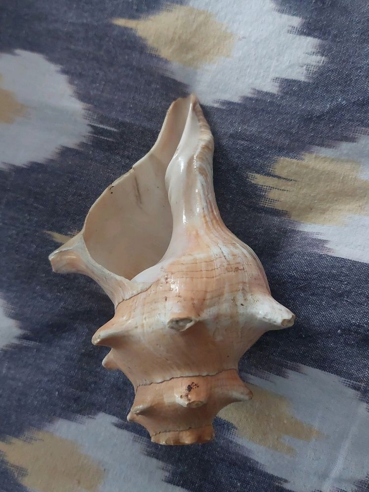 Gomukh Natural Pooja Shankh