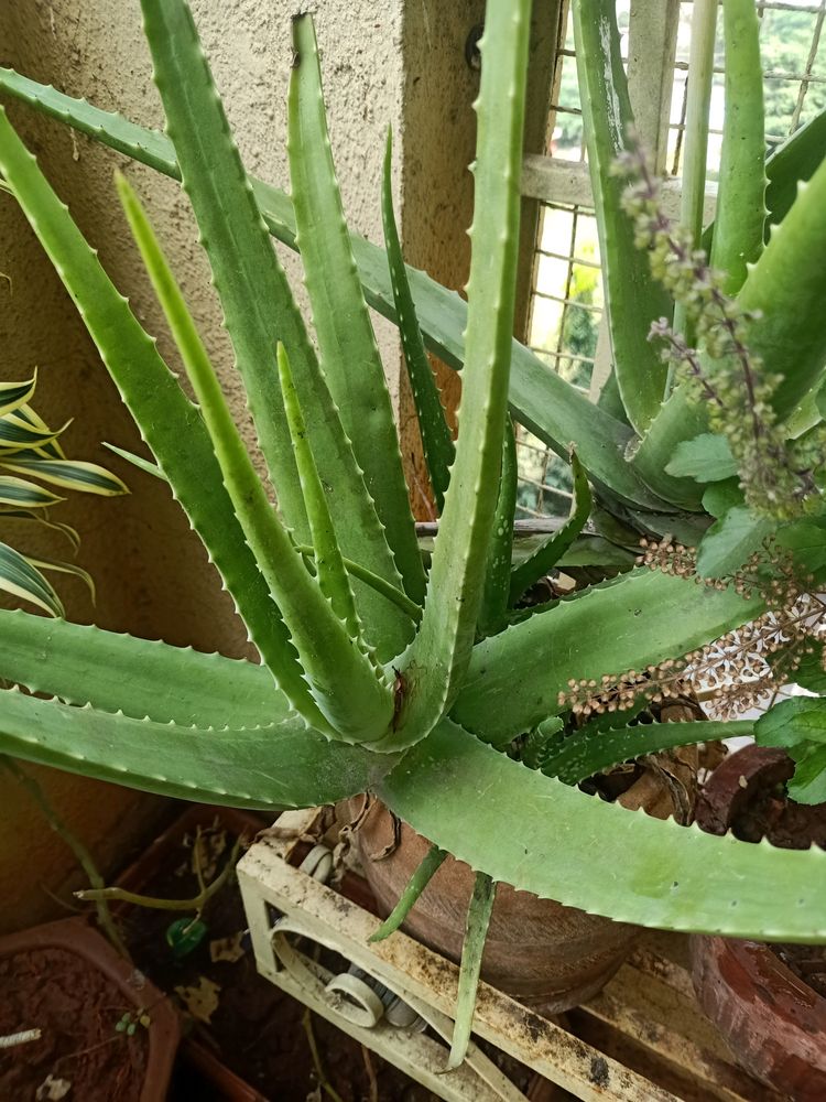 Fresh Aluvira Plant Just For 300 Coins