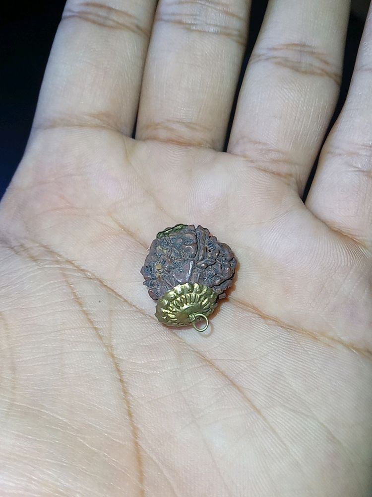 Original Shivji Tears Rare 5 Mukhi Rudraksh