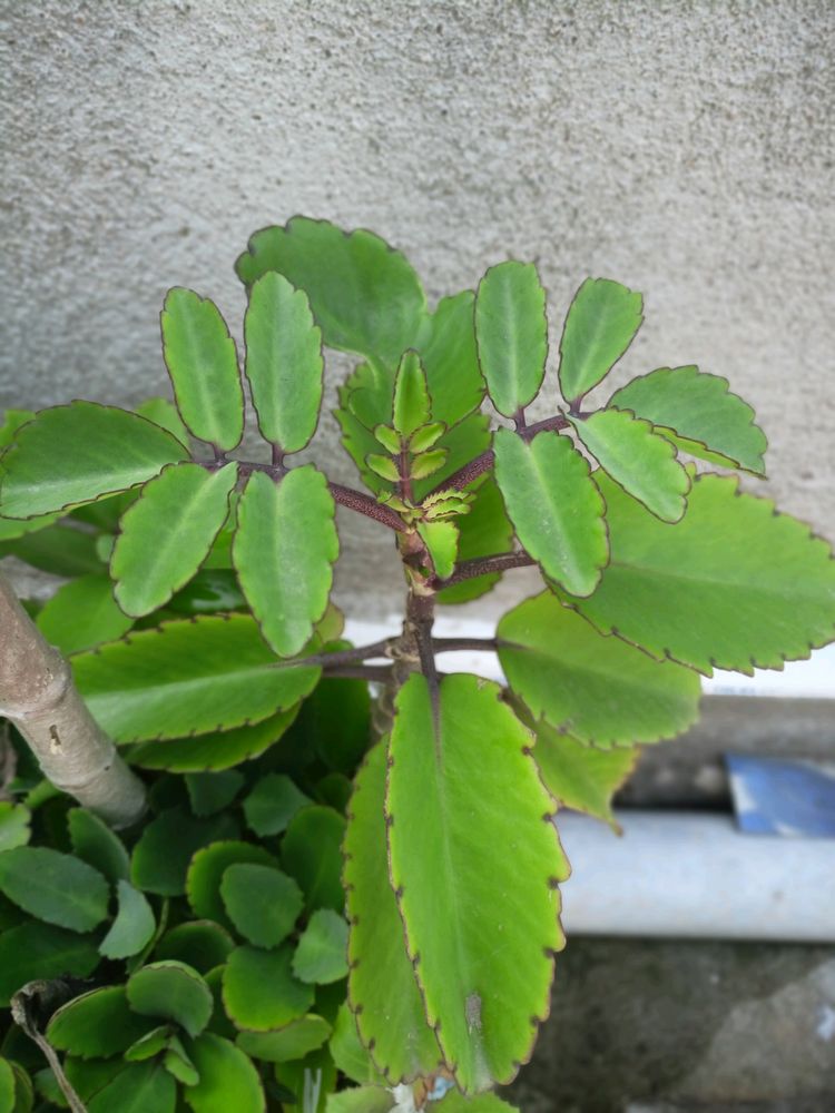 Pathri Plant