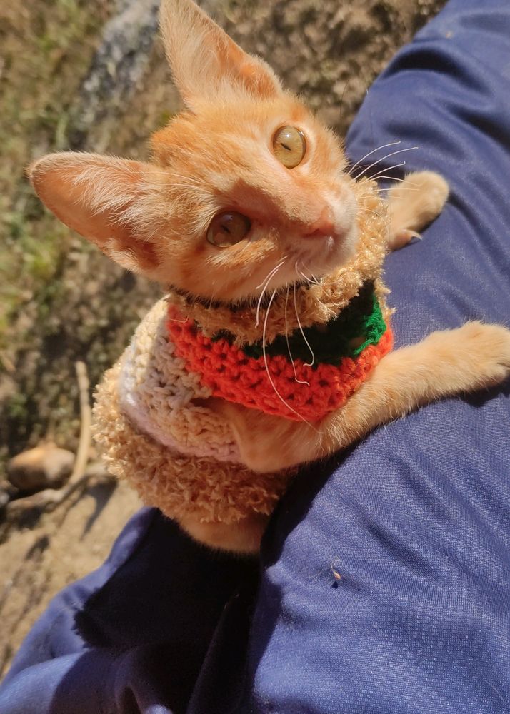 Personalized Handmade crochet sweater for your furry friends🐱🐶