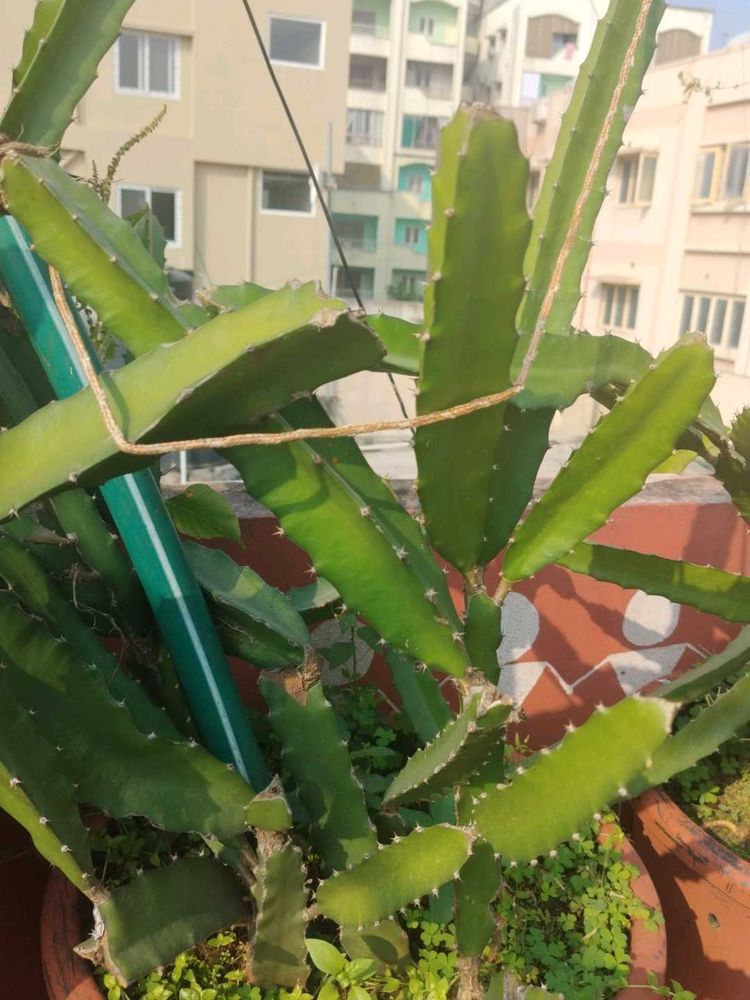 Red Dragon Fruit Plant cuttings