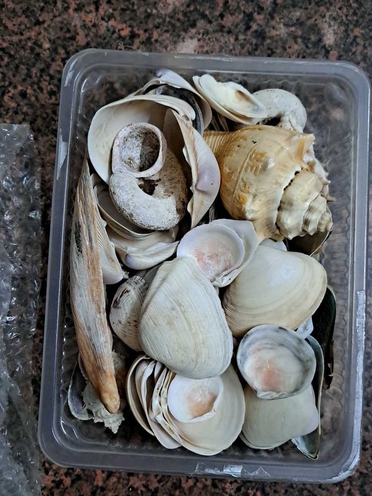 Seashell Collection