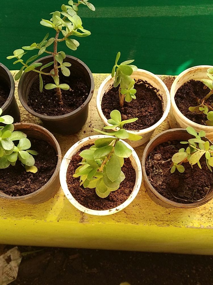 Jade Plant/Kuber Plant