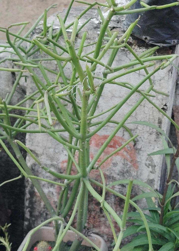 Pencil Cactus