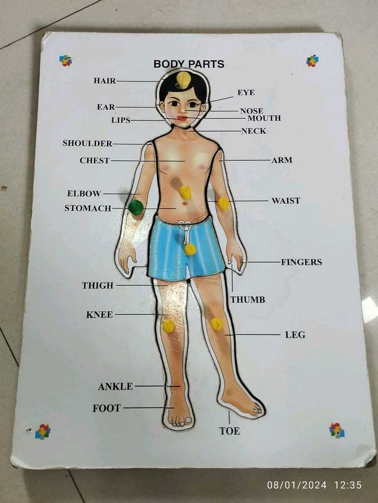 Big Size Wooden Body Parts Puzzle