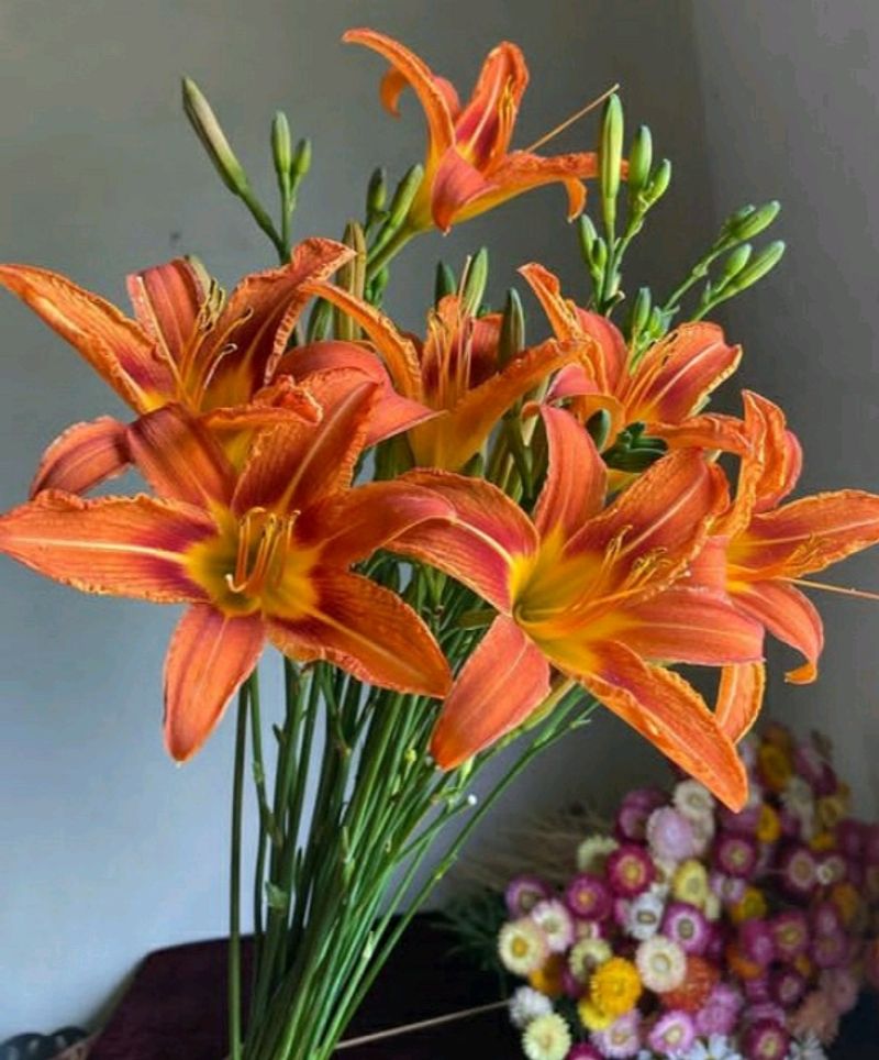 Orange  Daylily