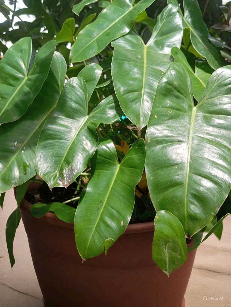 Beautiful Plant