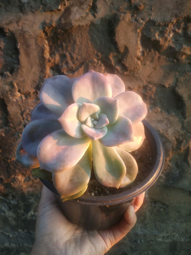 Graptoveria Purple Delight