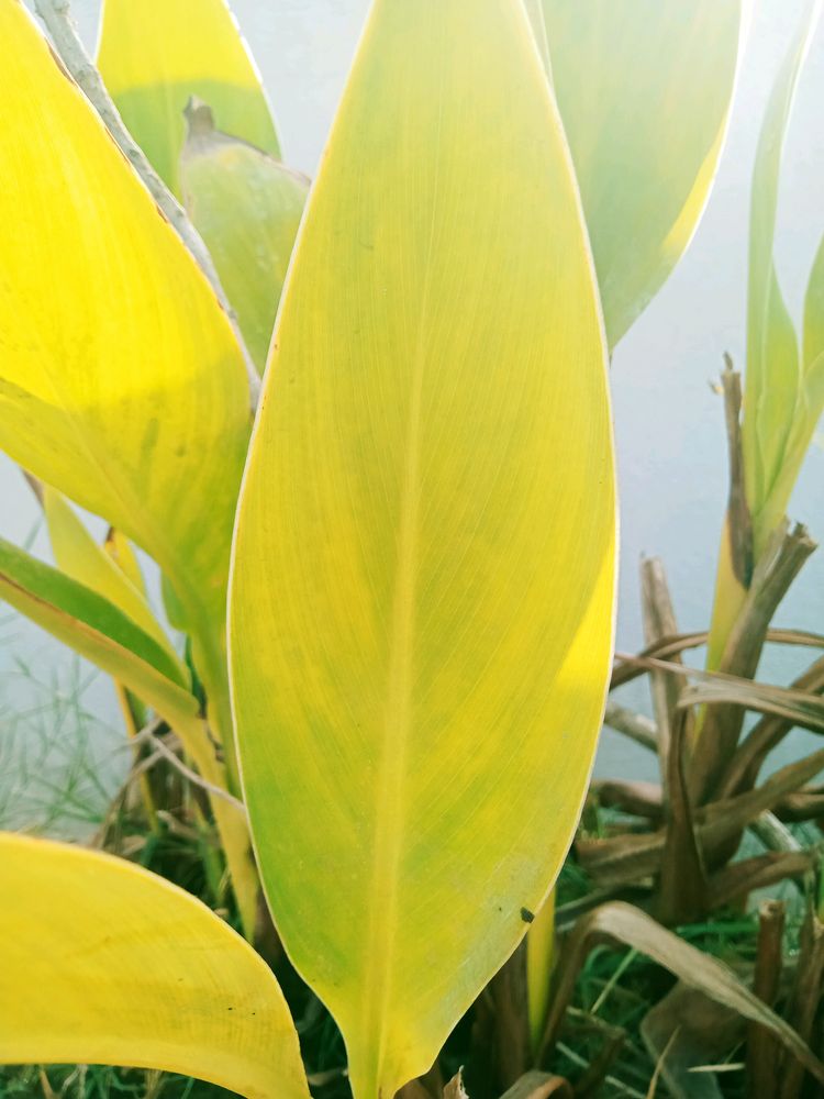 Banana Tree Small Plant With Pot