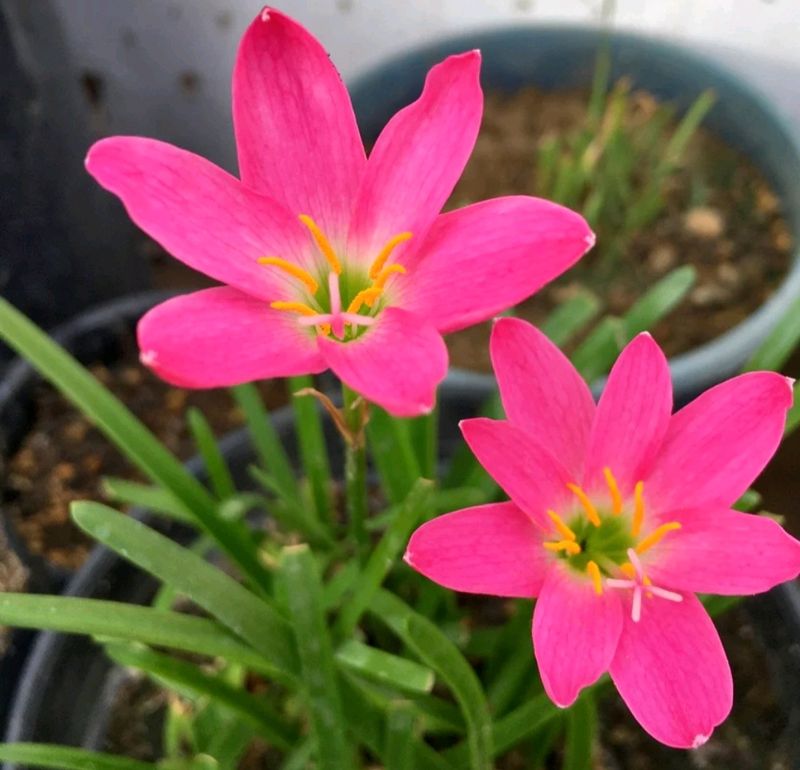 Pink Rain Lily