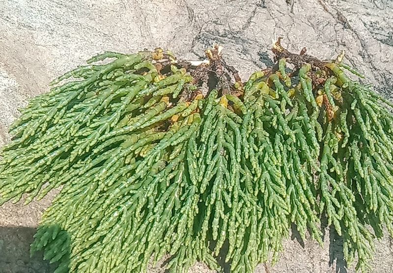 Fish Tank Gum Plant