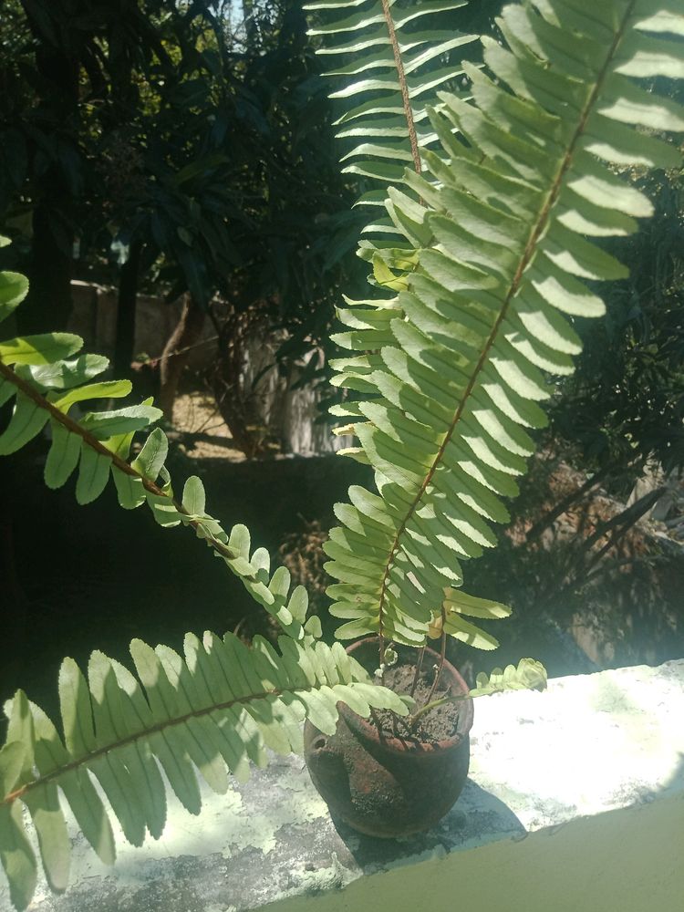 Fern  Plant