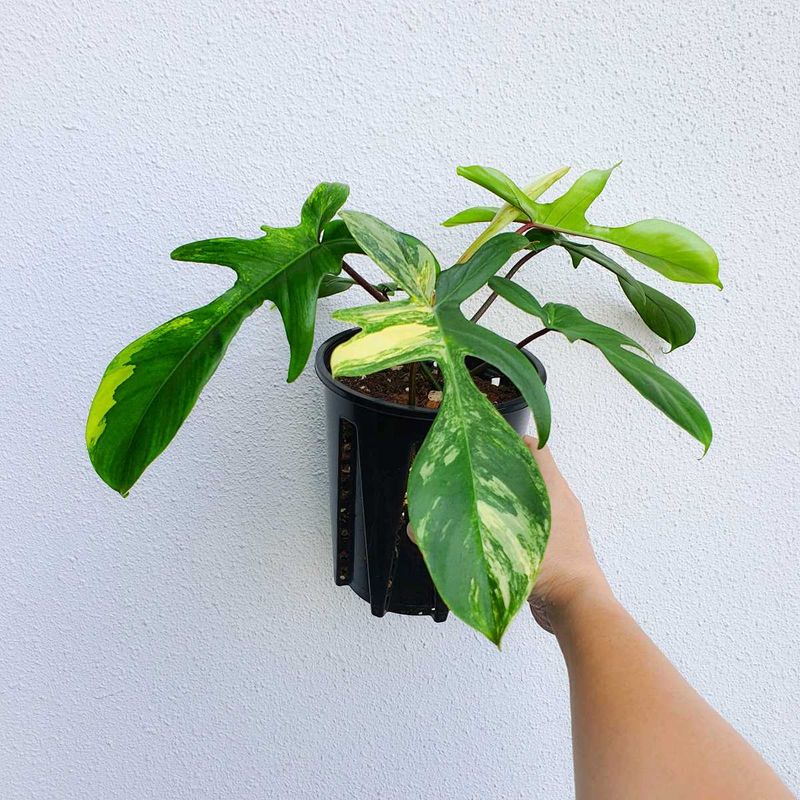 Florida Beauty Variegated Plant For Sale