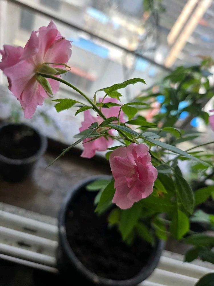 Climbing Rose Plant – Janila Jui 🌹