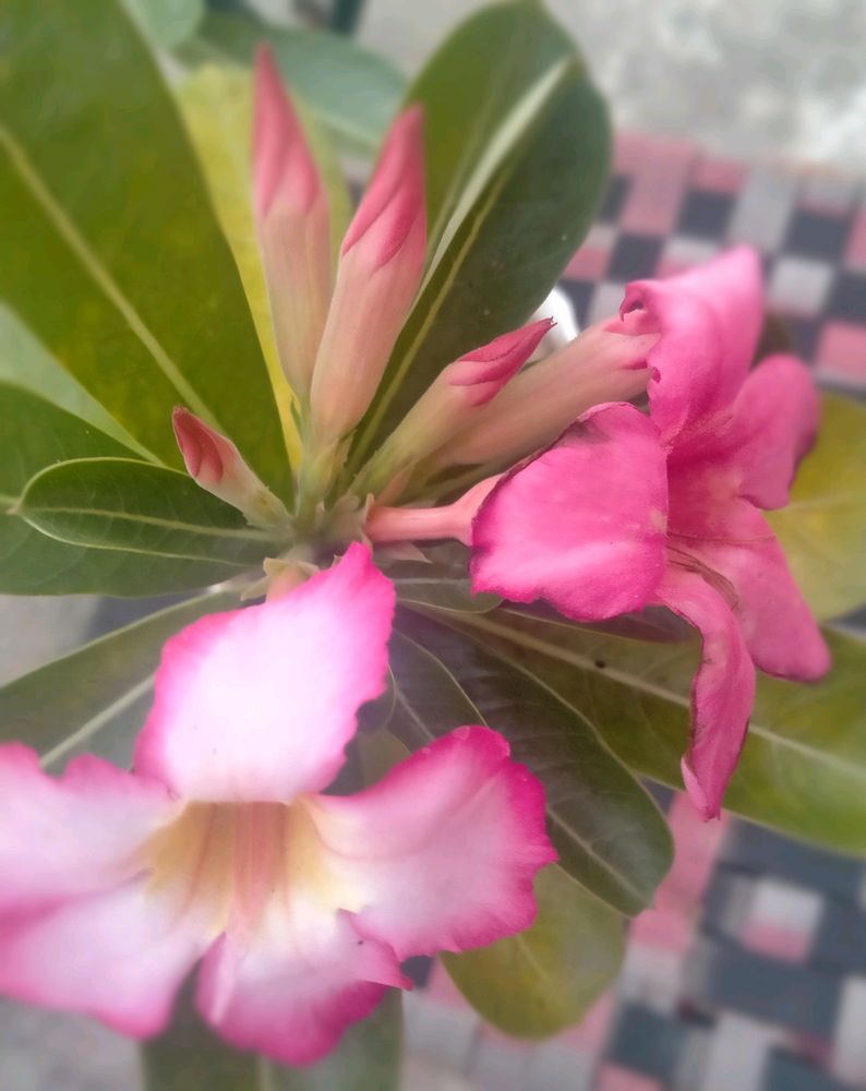 Adenium Desert Rose