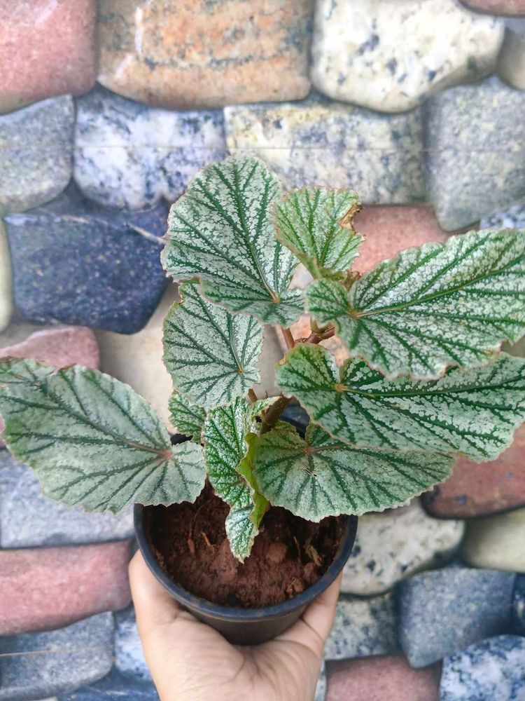 Frosty Begonia Plant And 2 More