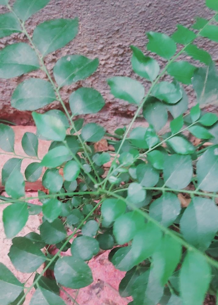 Kuripitta Plant (कडीपत्ता) We Use Leaves Of This Plant While Cooking It Have Multiple Benefits For Healthy Lifestyle And It Improves The Emunity Pawor