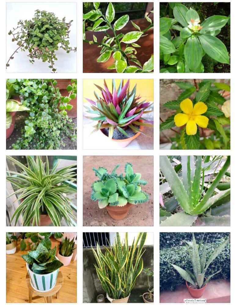 12+1 Plant Lover&#39;s Combo