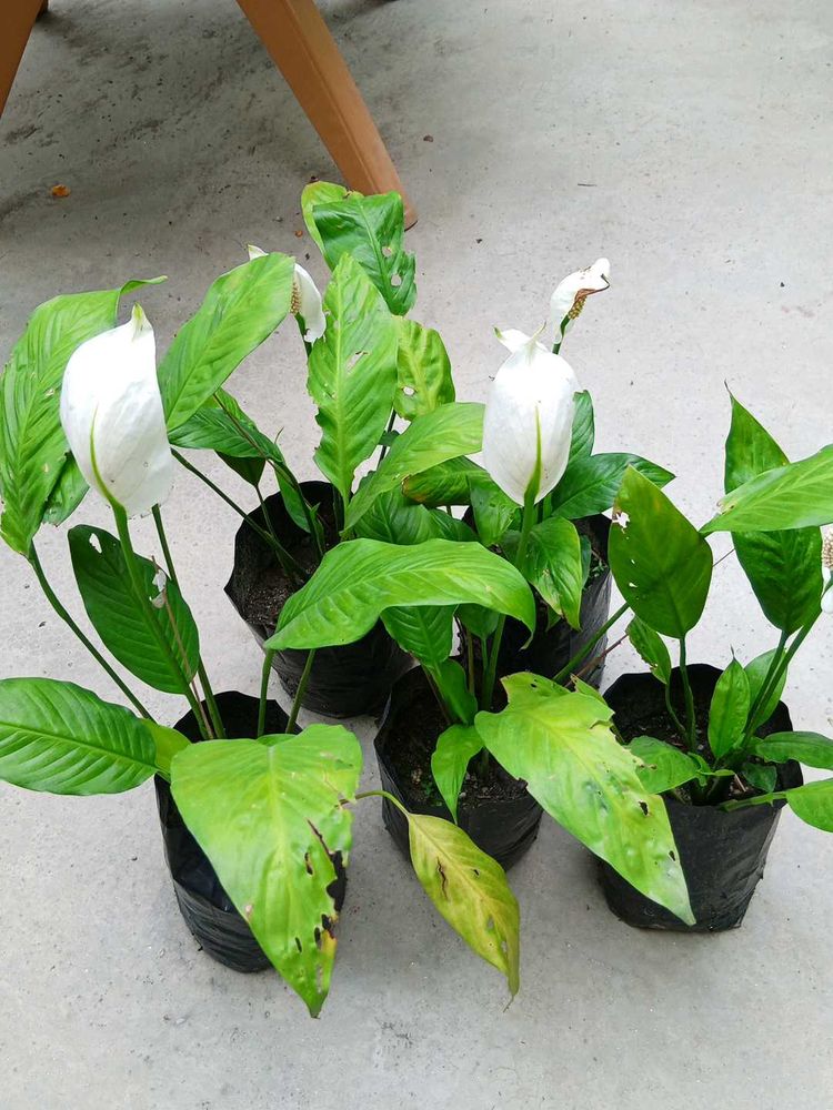 Five Peace Lily With Flowers