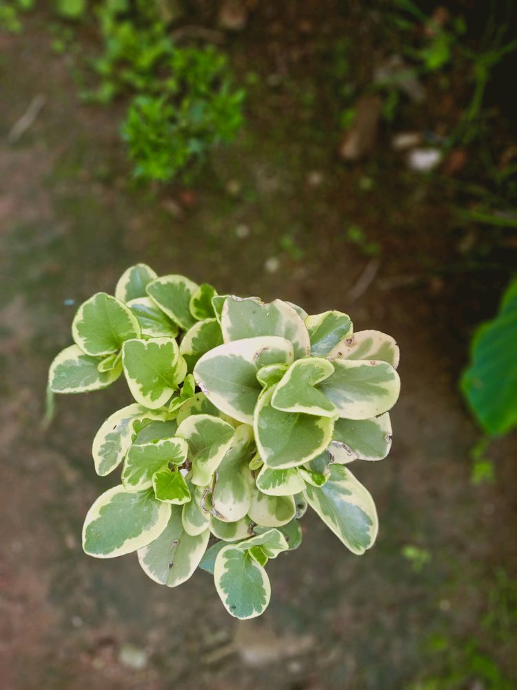 Variegated Baby Rubber ☘️