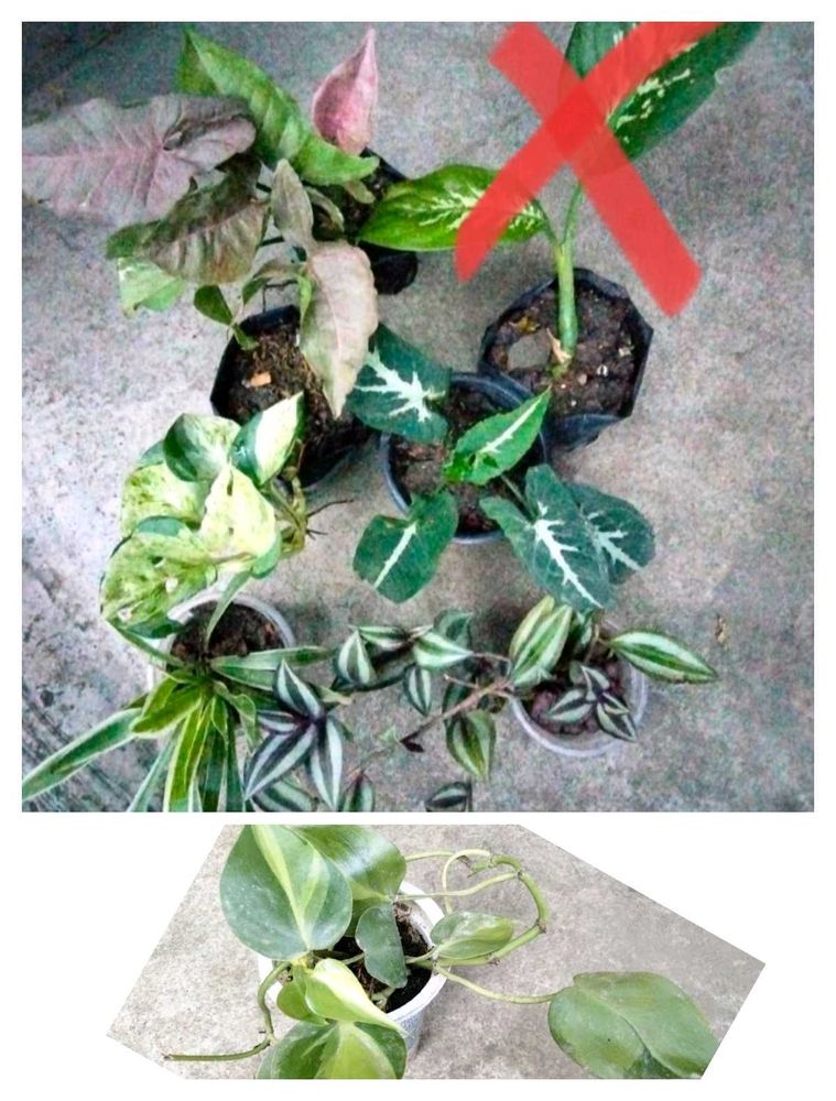 Assorted Live Plants