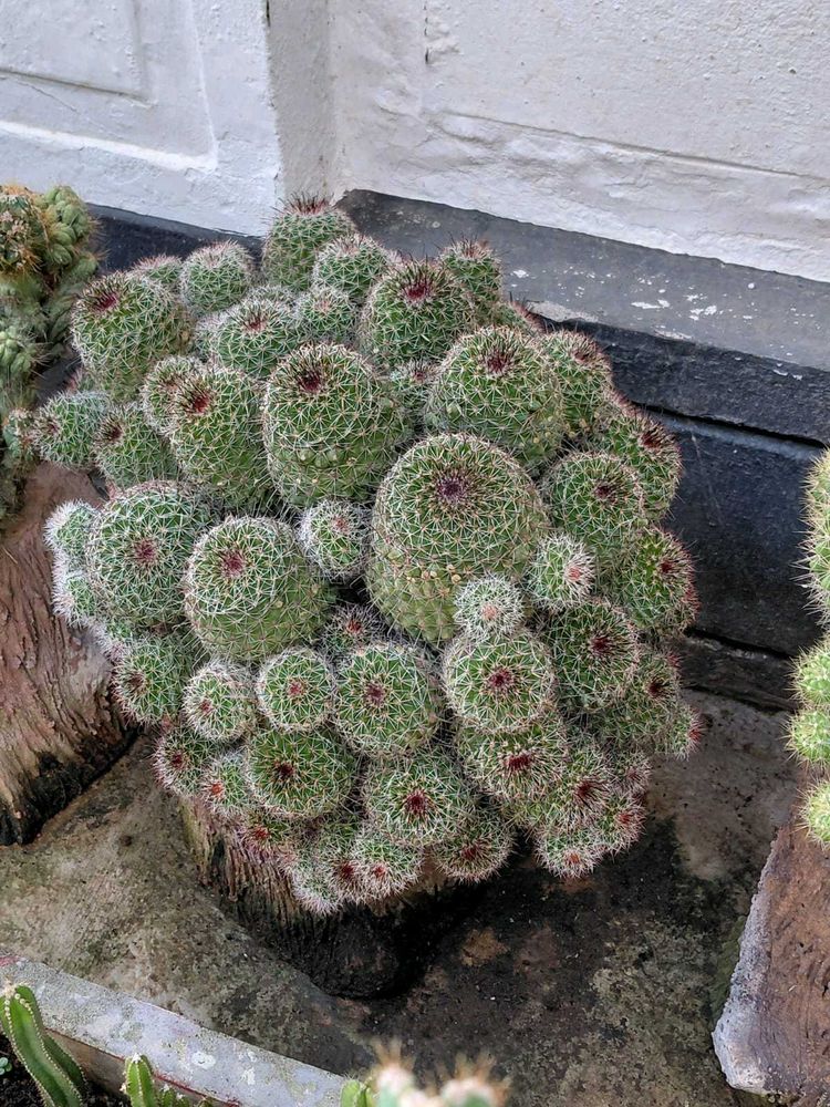 ball cactus 🌵
