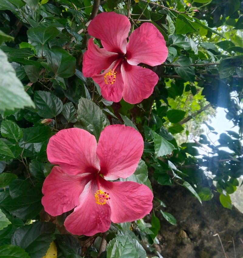 Pink Hibiscus Flowers Plant Cutting ( 4 Pics)