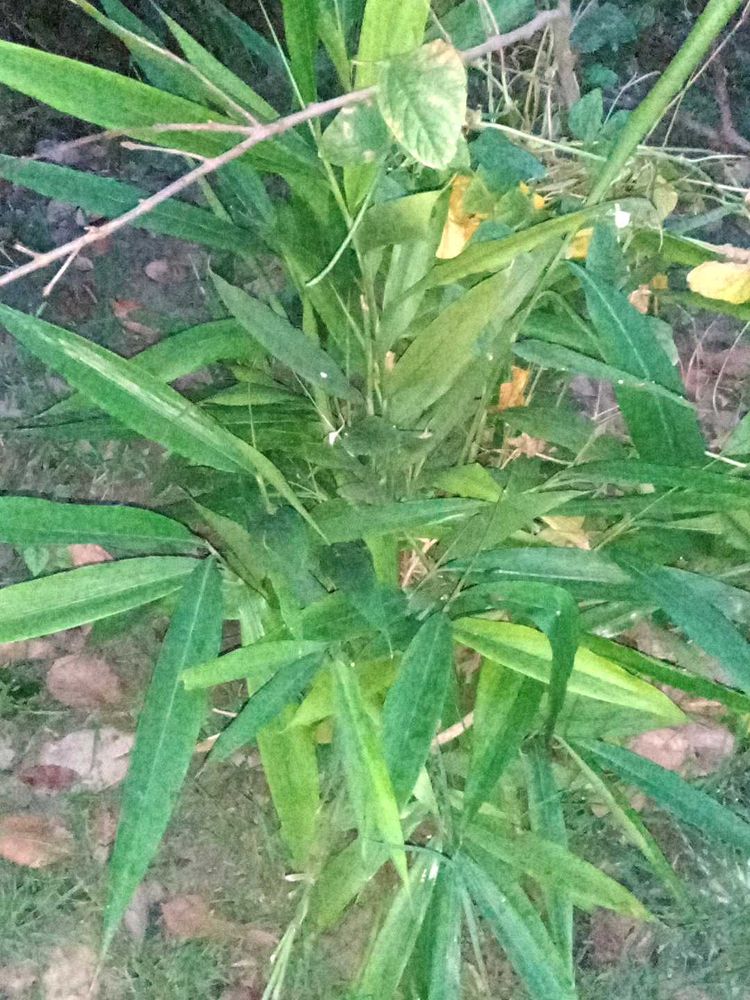 Elachi Plant (Cardamom)
