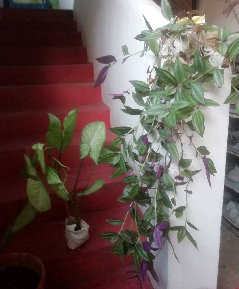 Pack 2 Arrowhead Zabronics plantS