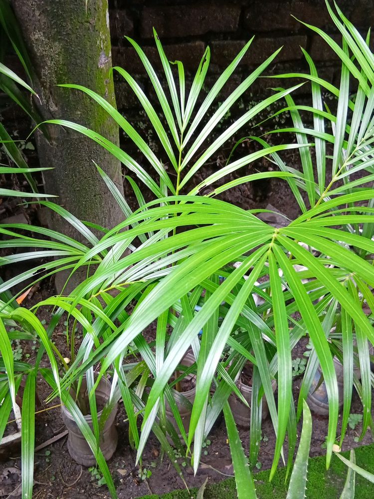 1.5 ft Areca Palm with Plastic Pot