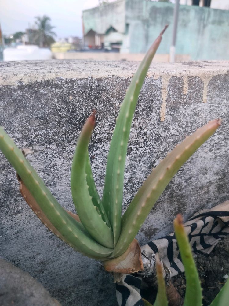 Aloevera Saplings Plant