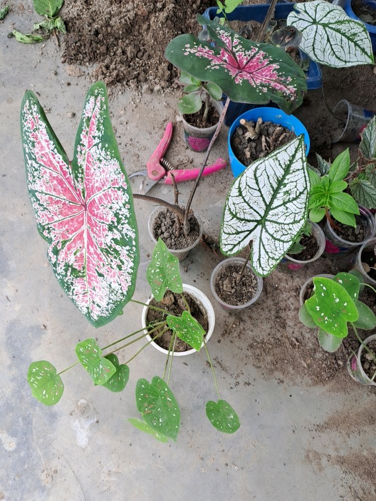 3 Different  Colour