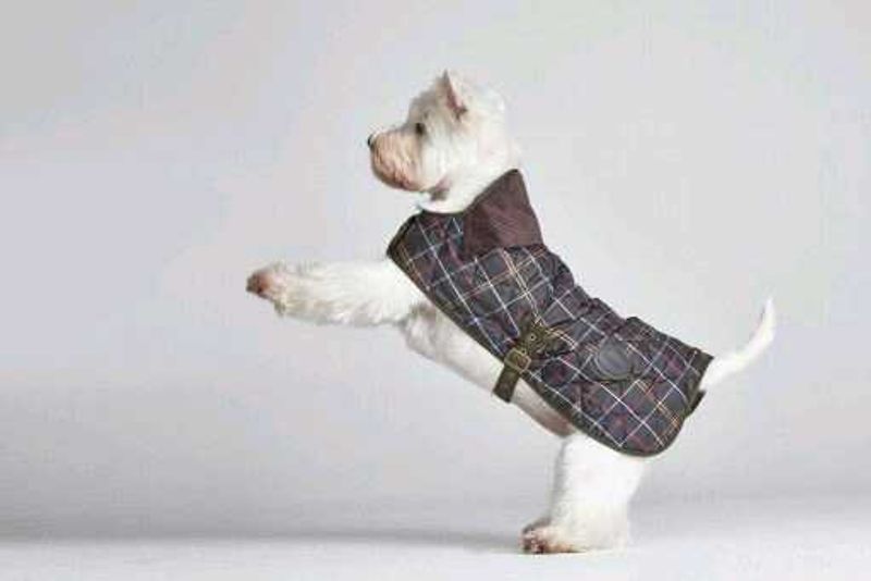 Combo 4 Piece Small Dog Winter Clothes
