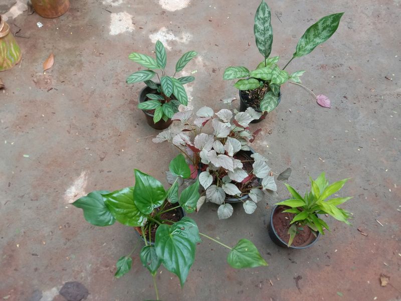 Plants