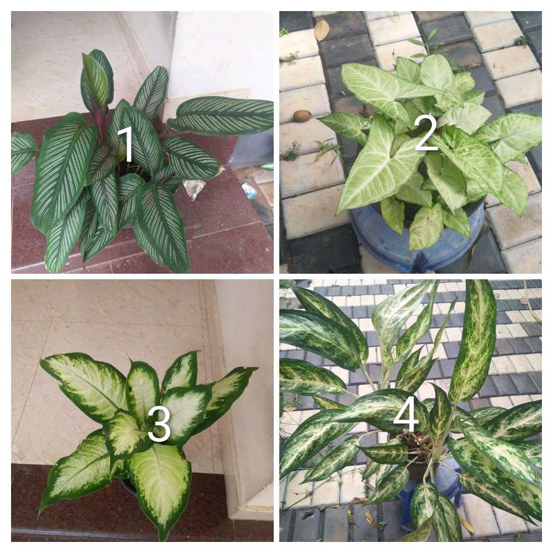 you can select 10 Live root plants