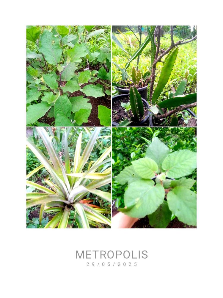 Very Healthy Live Fruits Plants